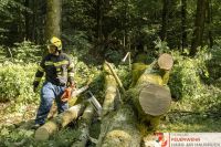 _2026-06-04 Baum über Strasse B141 Pramwald-1660